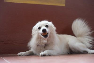 【6個セット】20~25%OFF JERRY ジェリー ヒマラヤ産100%ナチュラル　犬用おやつチーズ