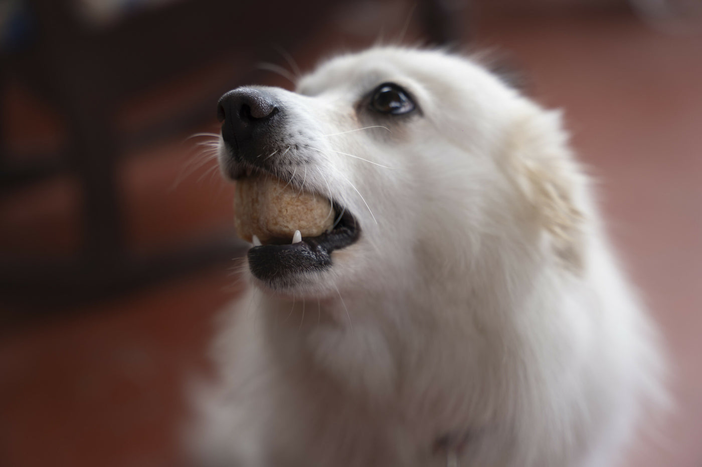 JERRY ジェリー ヒマラヤ産100%ナチュラル　犬用おやつチーズ