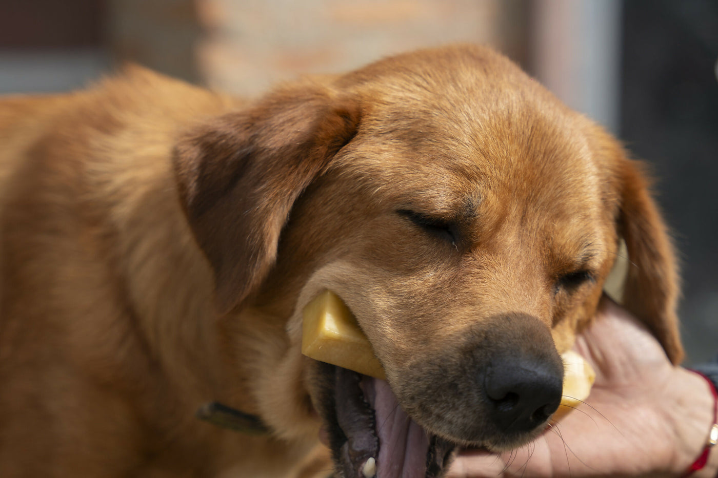 JERRY ジェリー ヒマラヤ産100%ナチュラル　犬用おやつチーズ