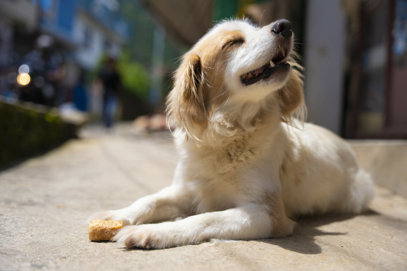 【6個セット】20~25%OFF JERRY ジェリー ヒマラヤ産100%ナチュラル　犬用おやつチーズ