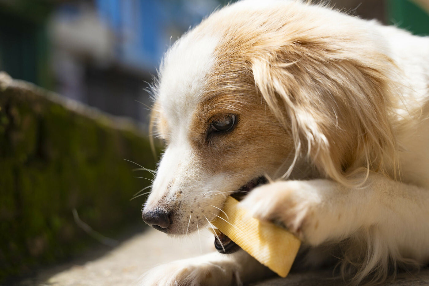 【6個セット】20~25%OFF JERRY ジェリー ヒマラヤ産100%ナチュラル　犬用おやつチーズ