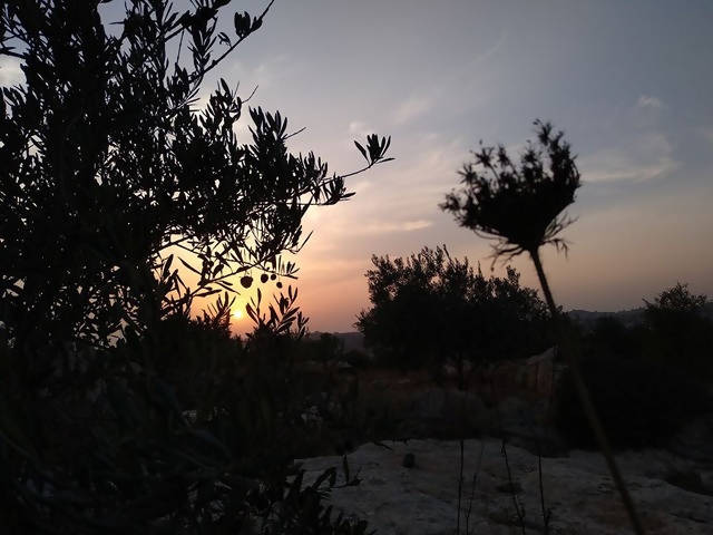 パレスチナ　オリーブの花咲くお箸角